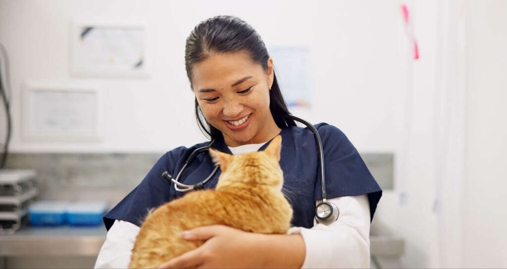 veterinary care checkup for a cat