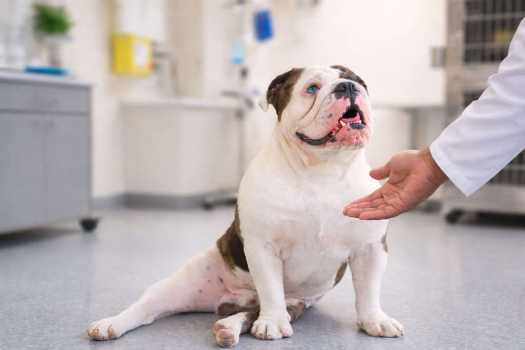 Azul the dog at the vet clinic